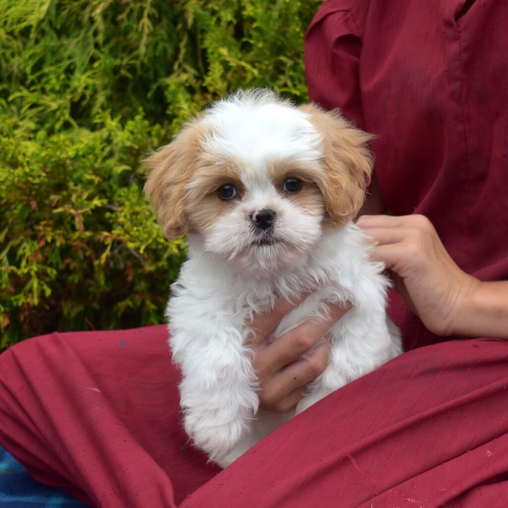 cavalier king charles spaniel shih tzu mix puppy