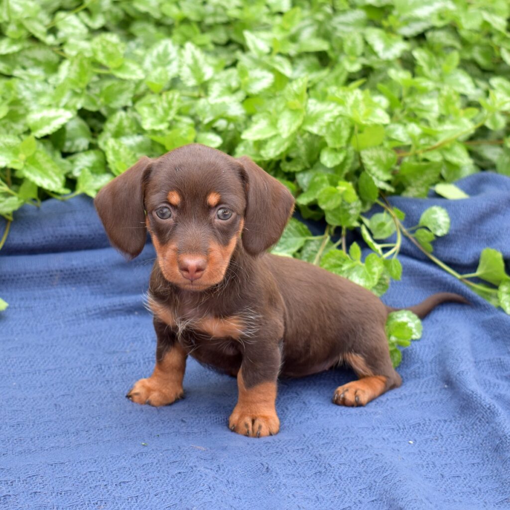 chocolate and tan dachshund for sale