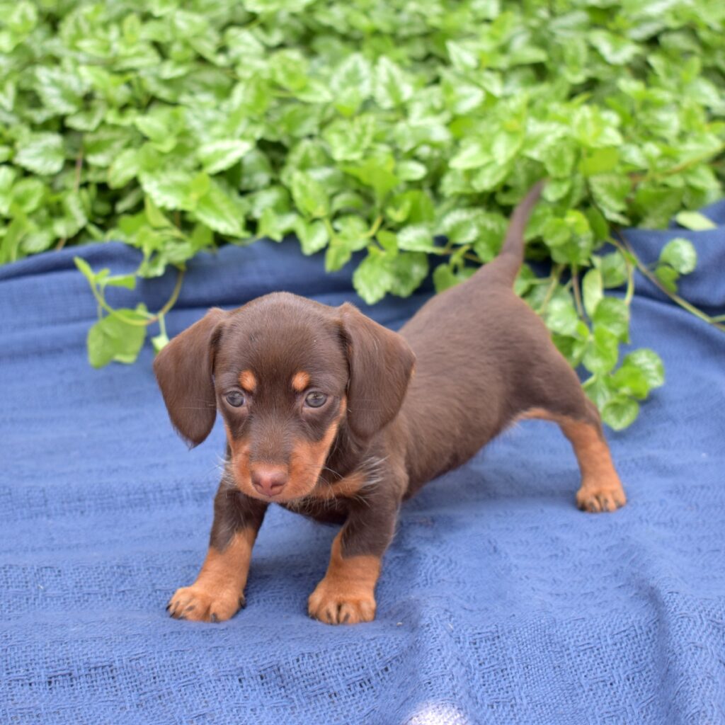 chocolate and tan dachshund for sale near me