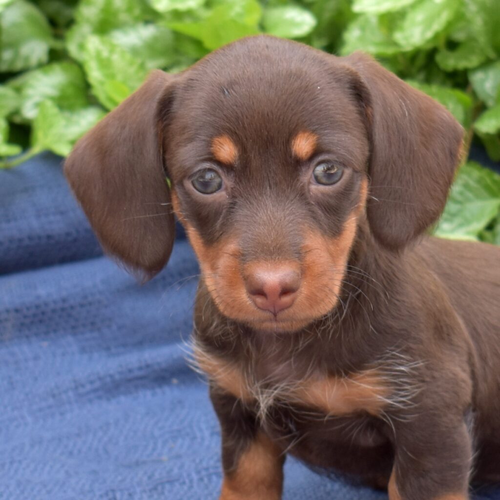 chocolate and tan dachshund for sale pa