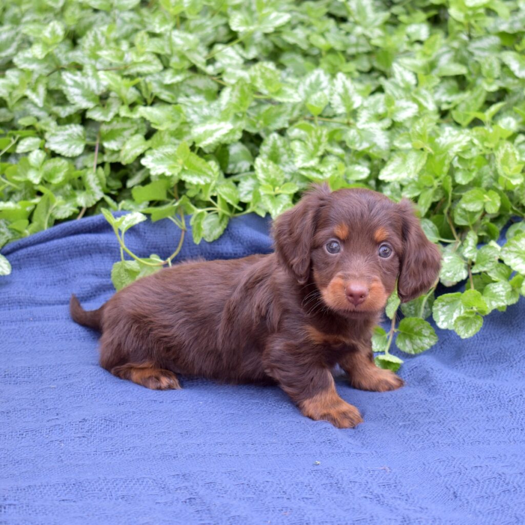 chocolate dachshund