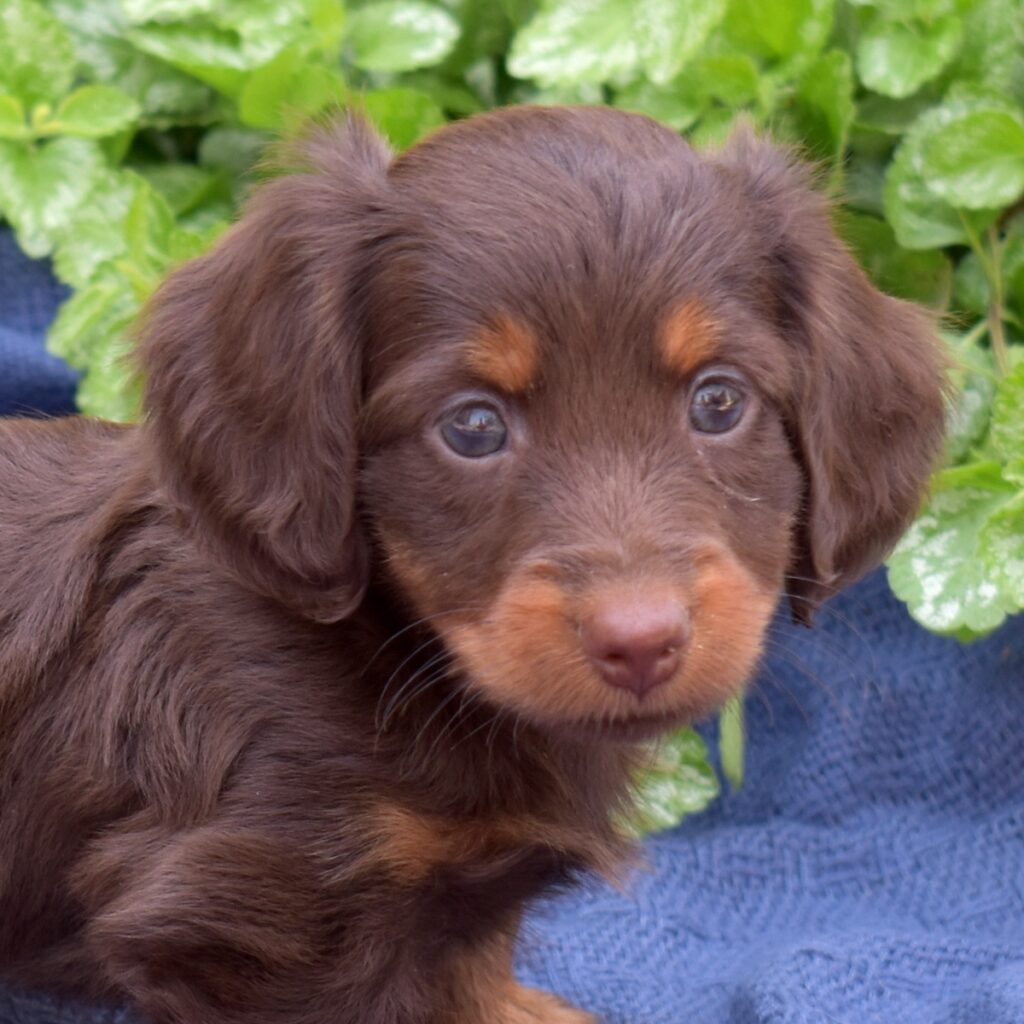 chocolate dachshund for sale pa