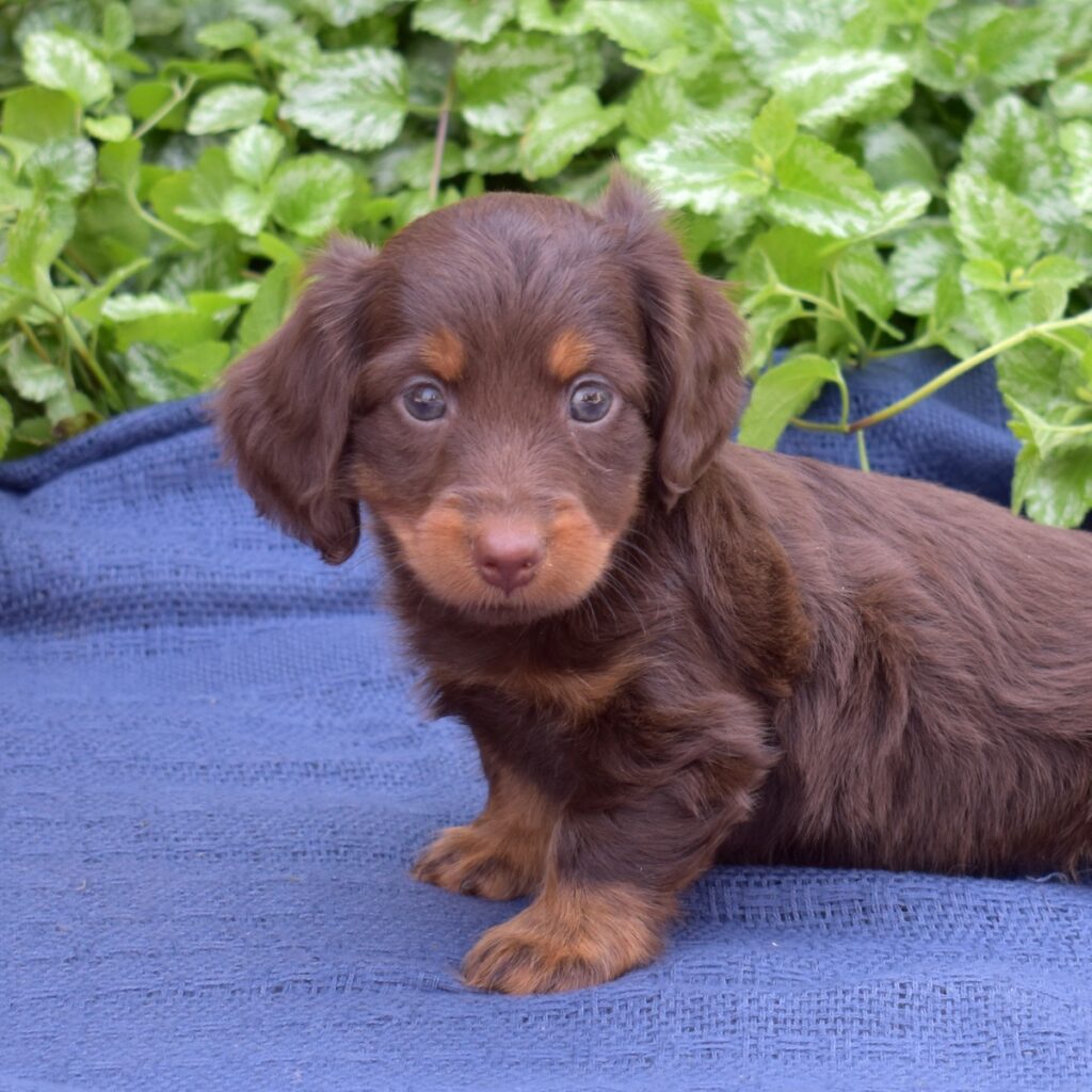 chocolate dachshund puppies