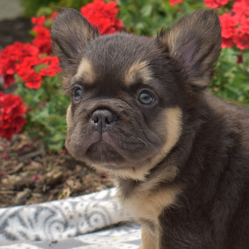 chocolate french bulldog