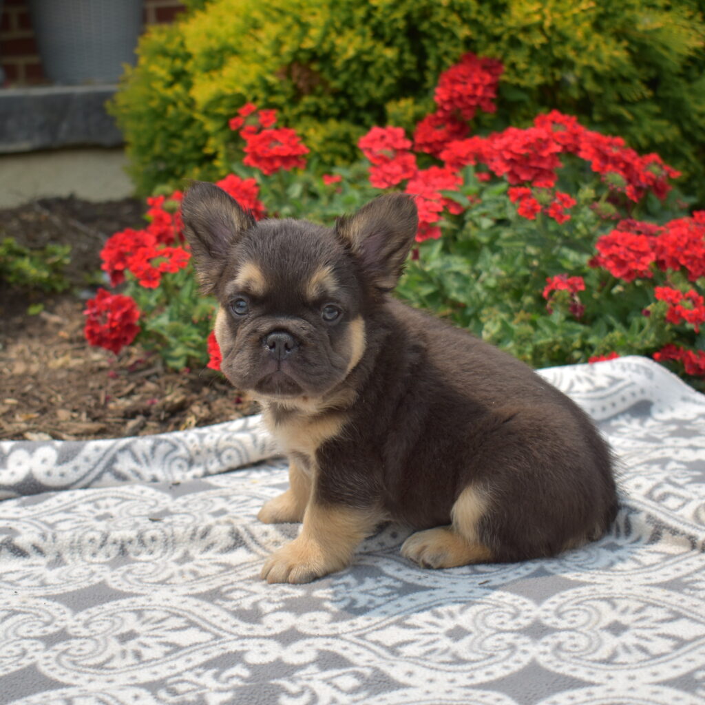 chocolate french bulldog for sale
