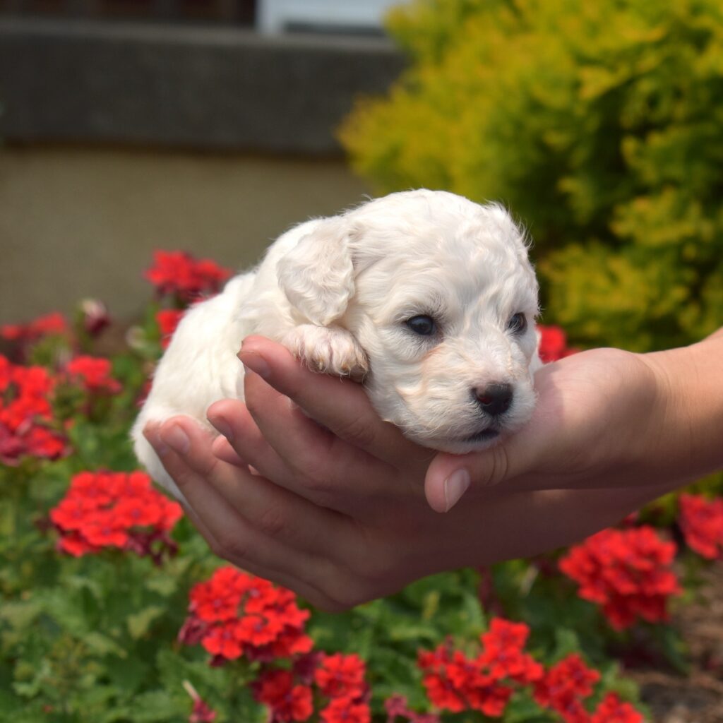 cute bichon frise for sale near me