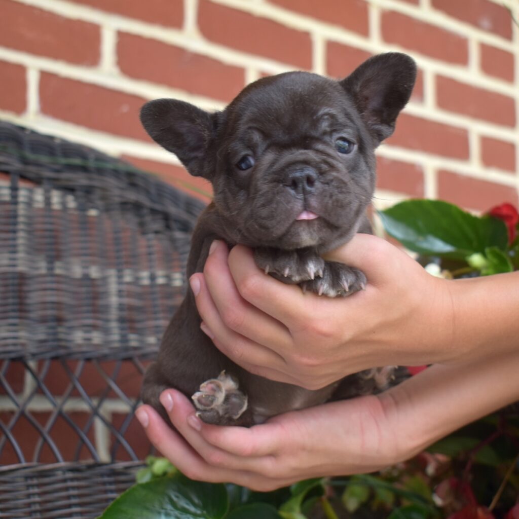 cute female french bulldog