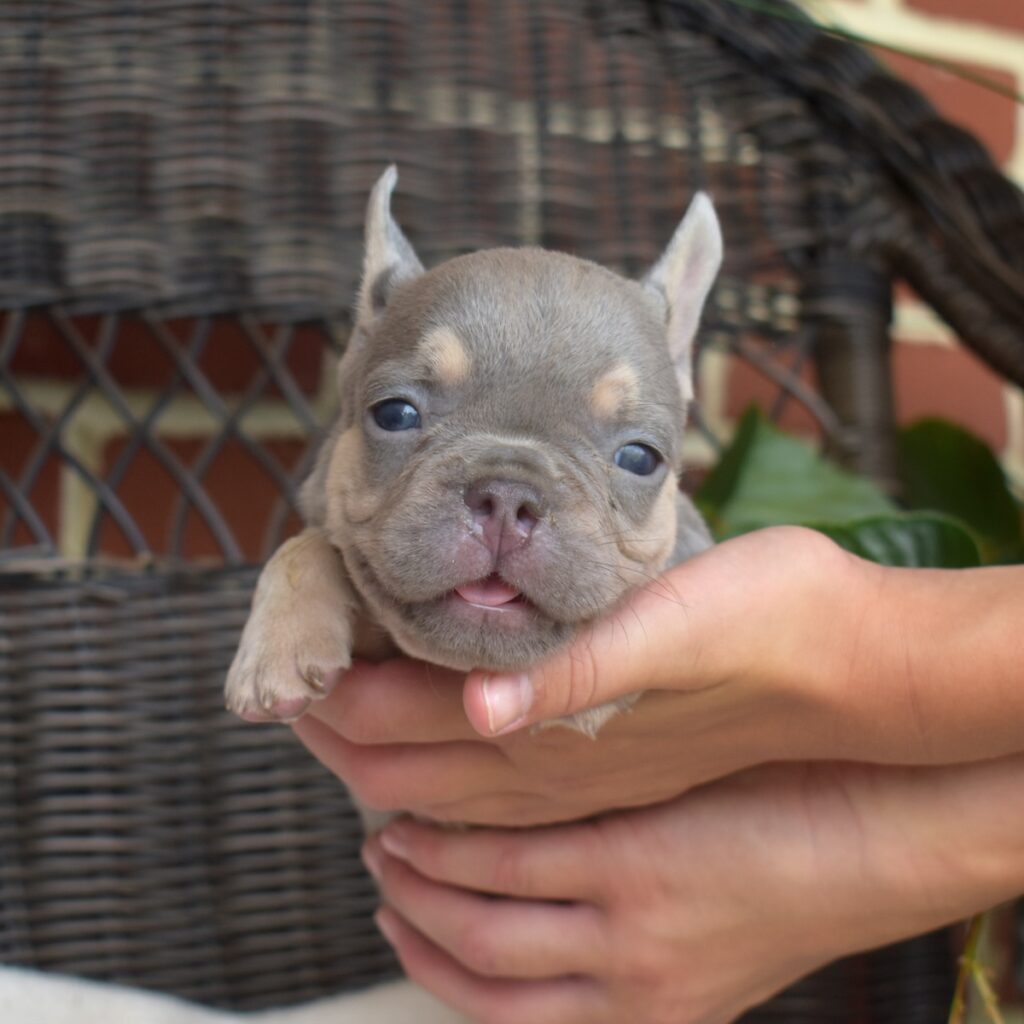 cute french bulldog puppies near me