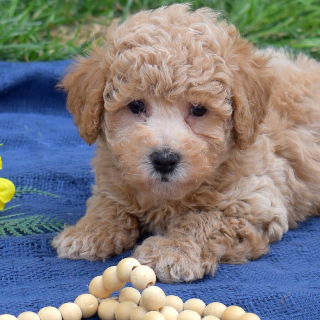 dog breed bichon poodle cross