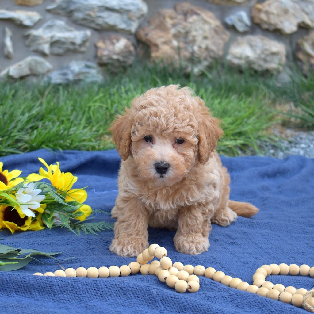 dog breed bichon poodle cross for sale near me