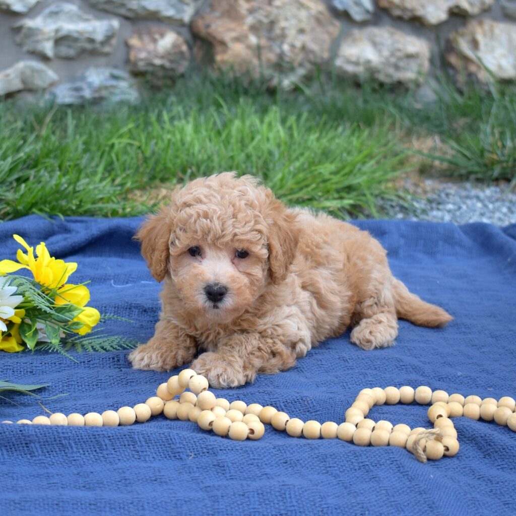 dog breed bichon poodle cross for sale pa