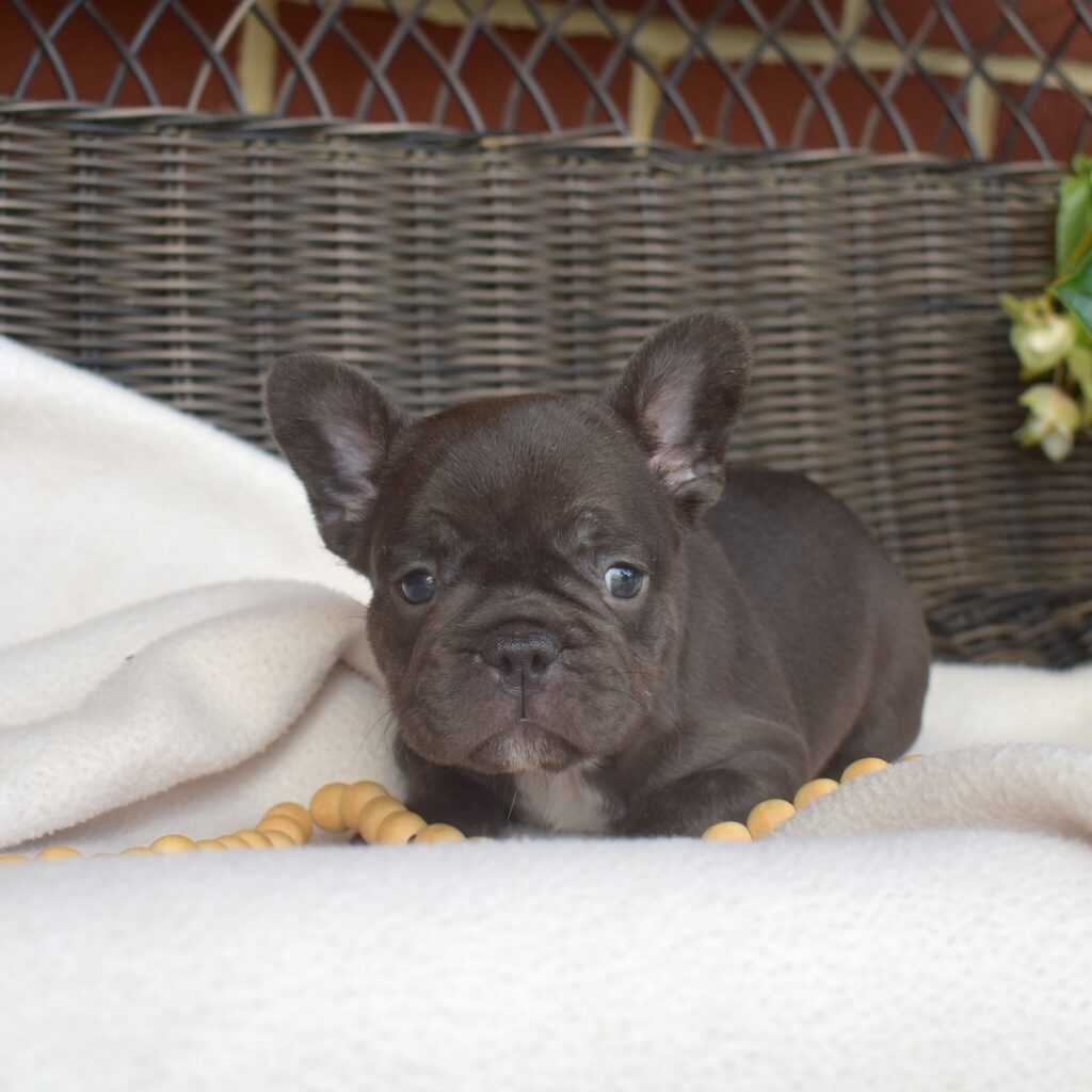 female French bulldog for sale near me