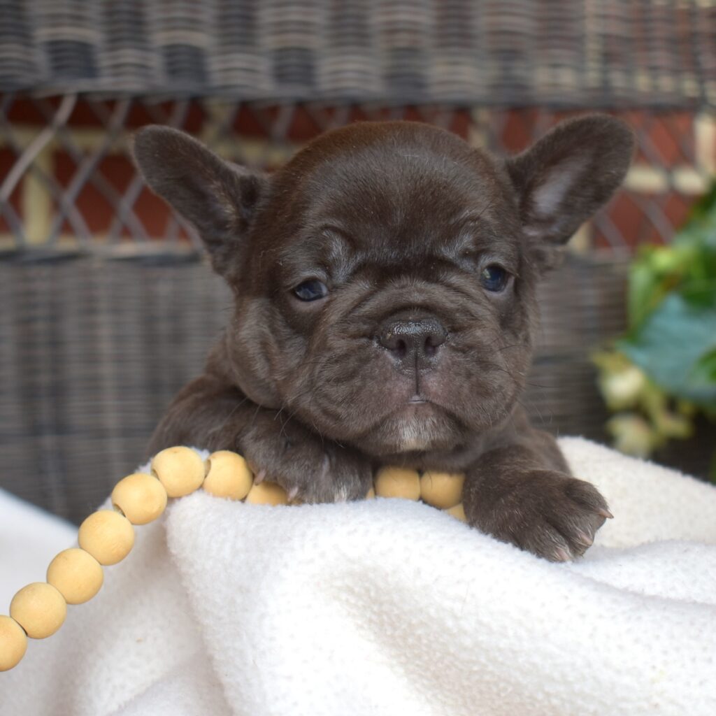 female French bulldog near me