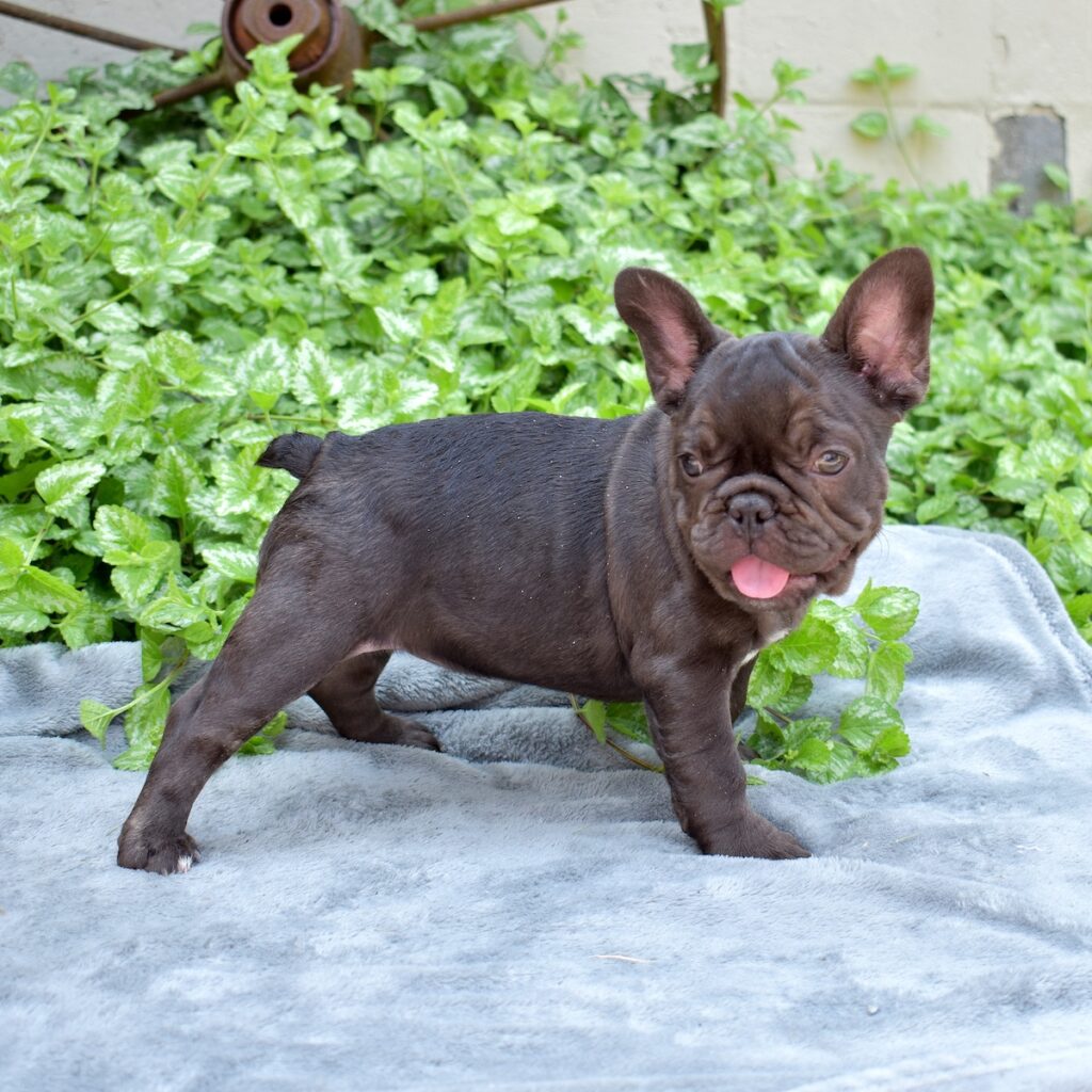 french bulldog for sale near me