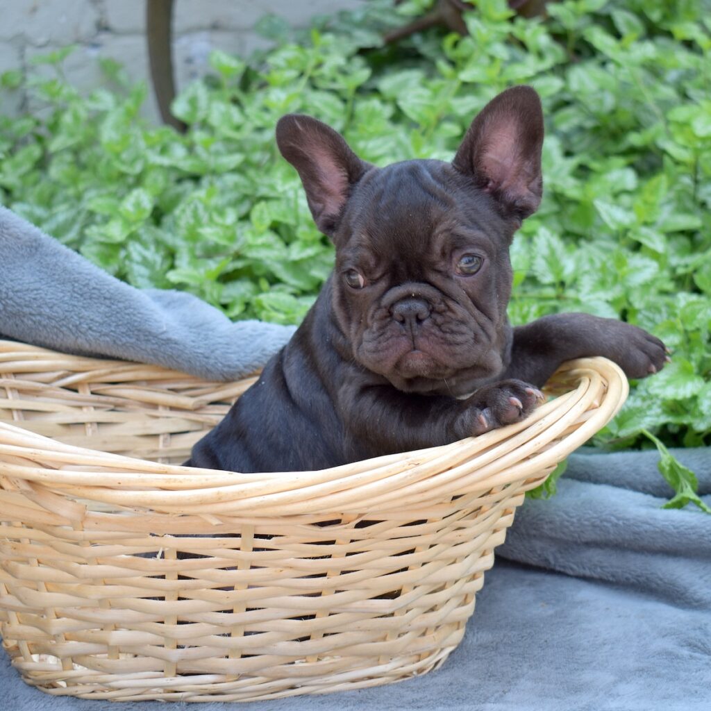 french bulldog for sale near me nj