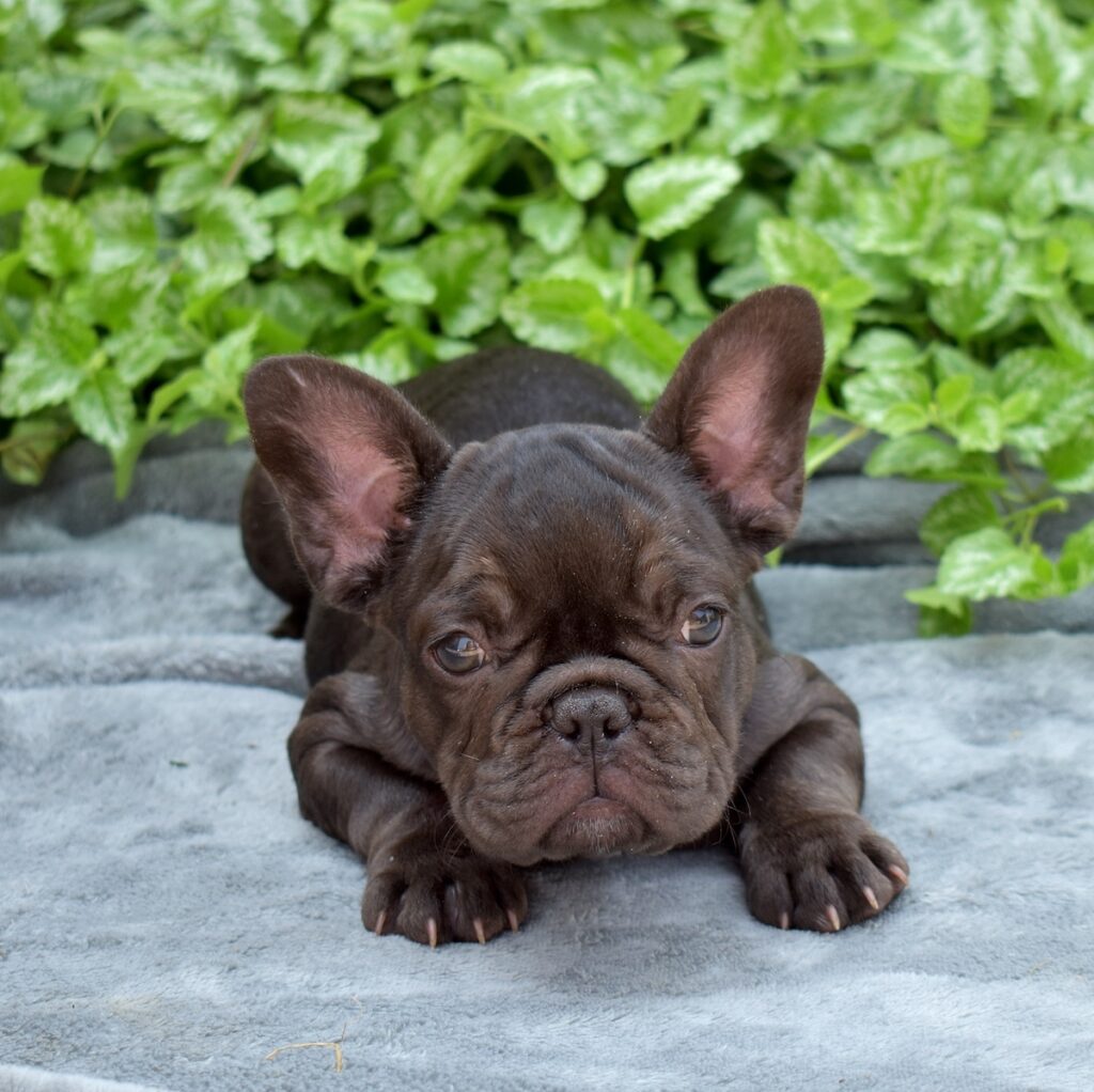 french bulldog for sale near me vet checked