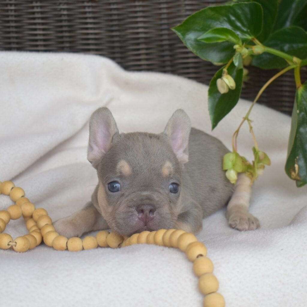 french bulldog puppies near me ny