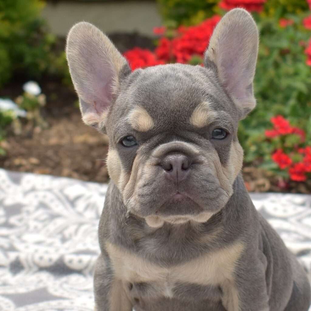 grey french bulldog puppies