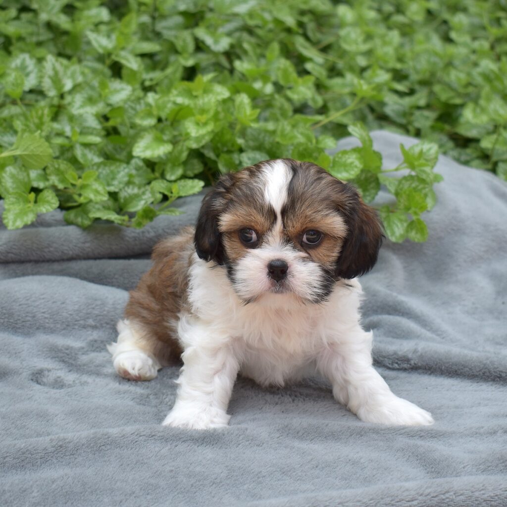 king cavalier charles spaniel mix
