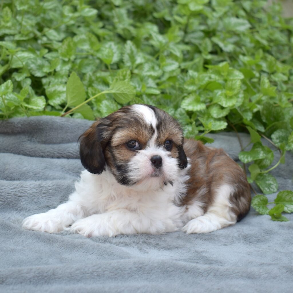 king cavalier charles spaniel mix for sale near dc