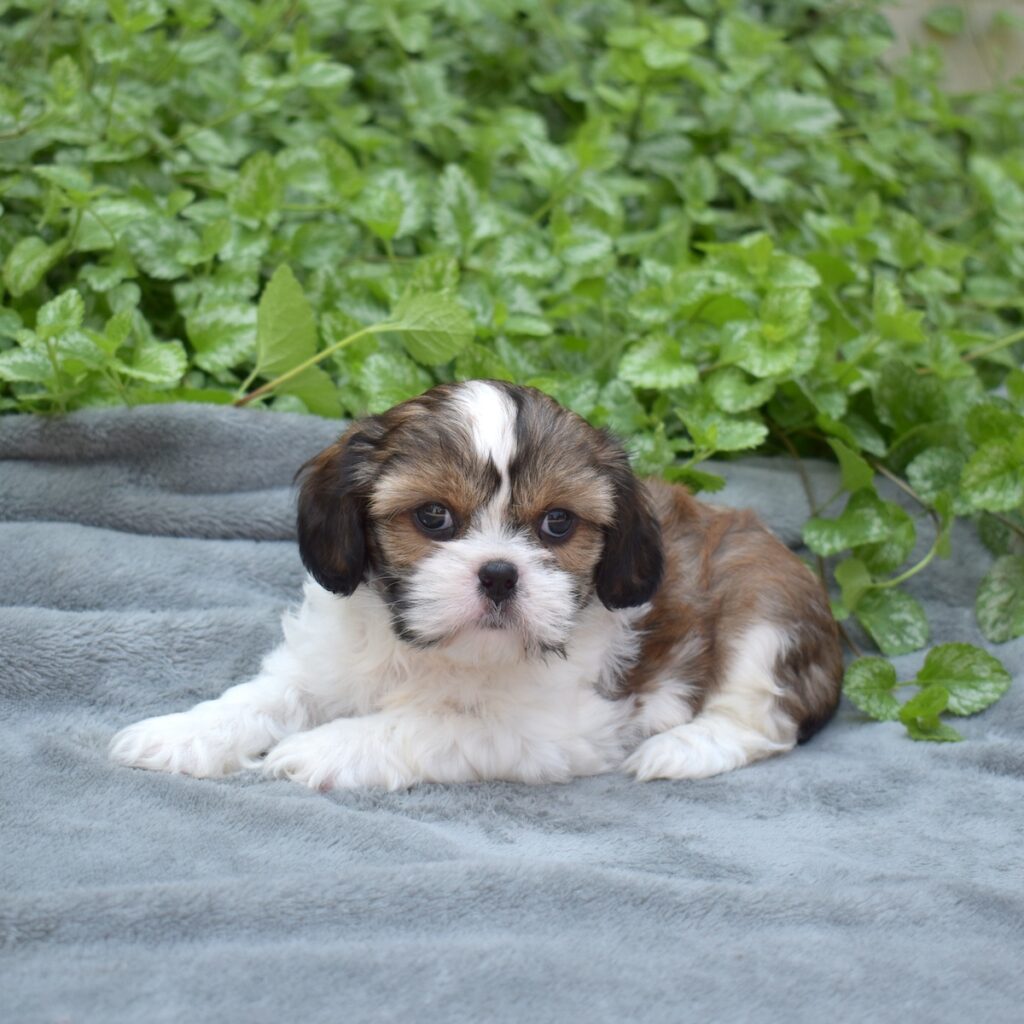 king cavalier charles spaniel mix for sale pa