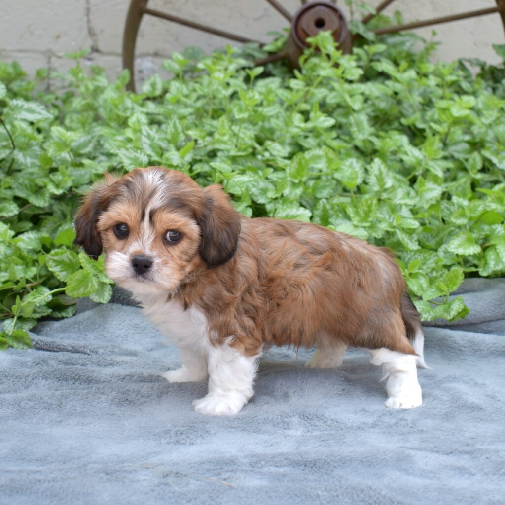 king charles cavalier mix