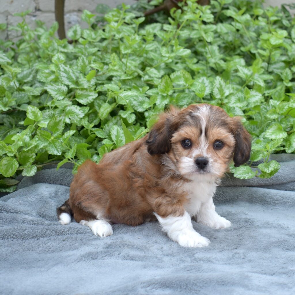 king charles cavalier mix for sale pa
