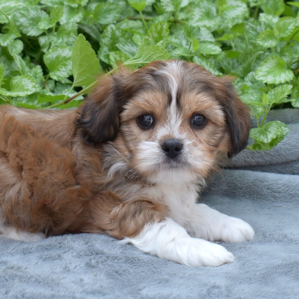 king charles cavalier mix puppies