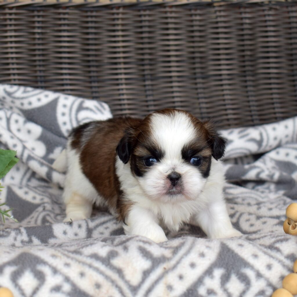 miniature shih tzu