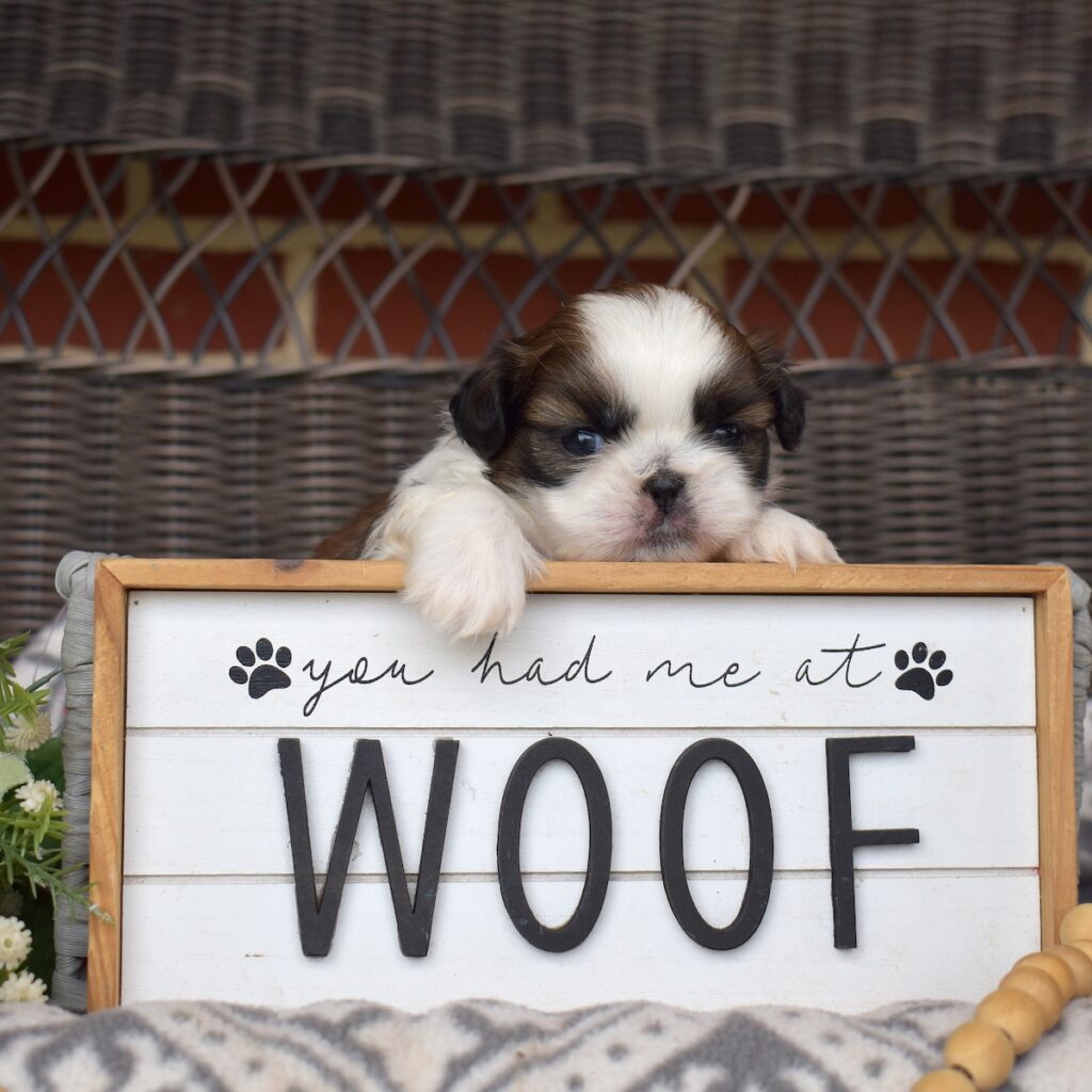 miniature shih tzu for sale