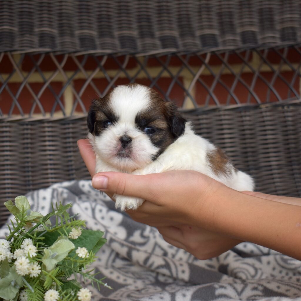 miniature shih tzu puppies
