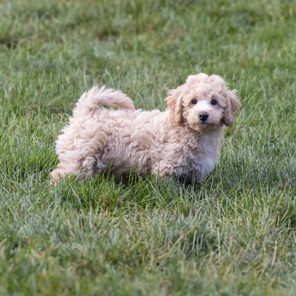 poodle bichon mix for sale