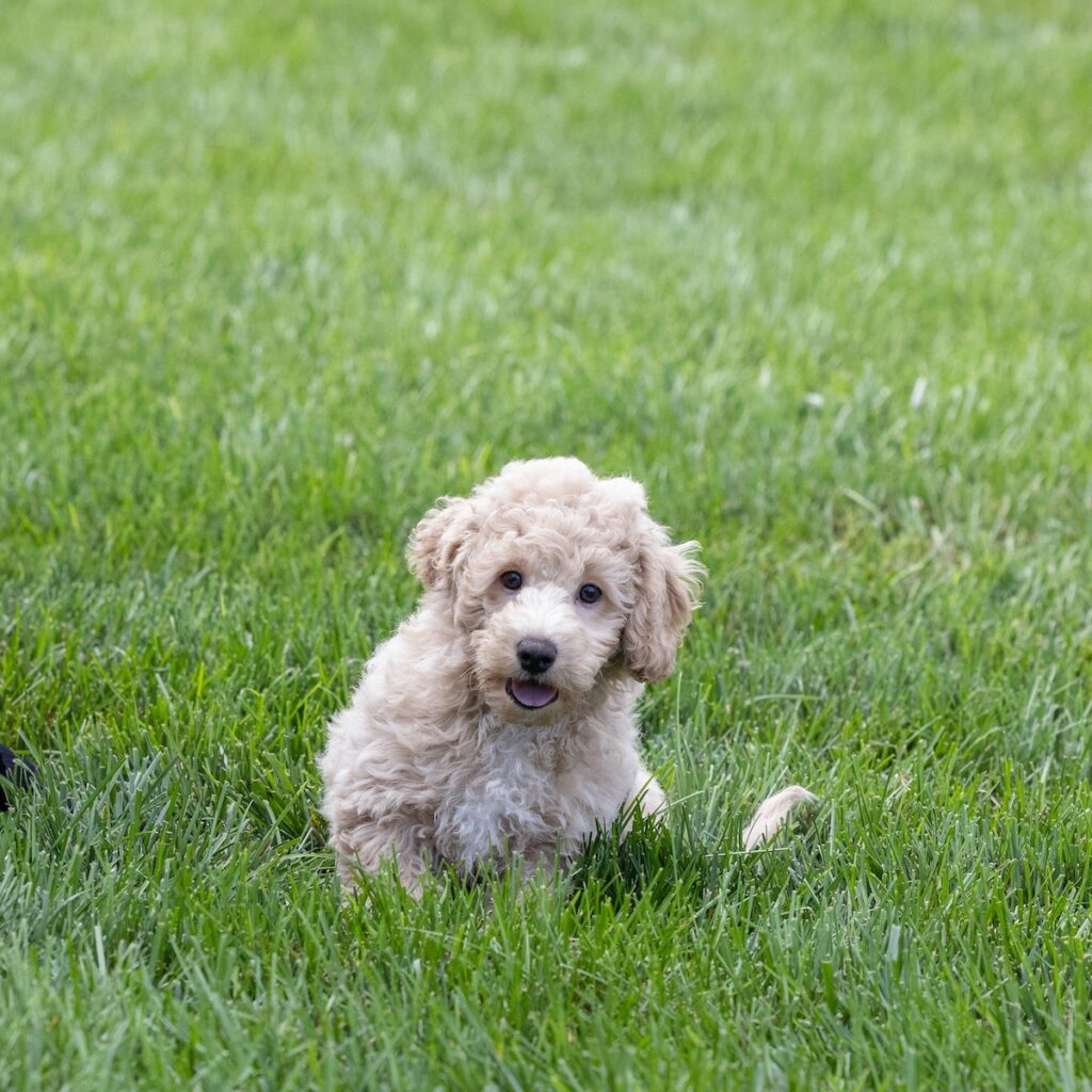 poodle bichon mix for sale near me