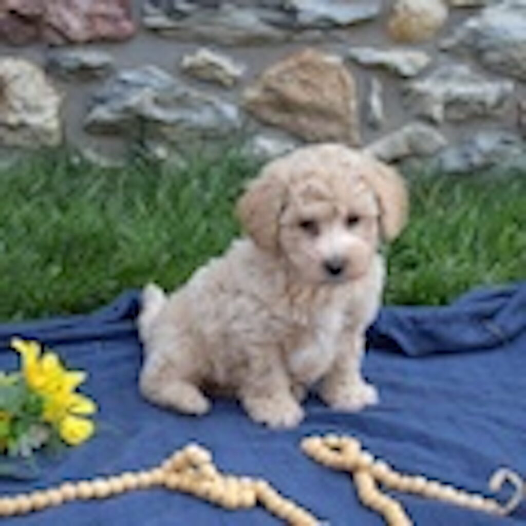 poodle bichon mix for sale near me