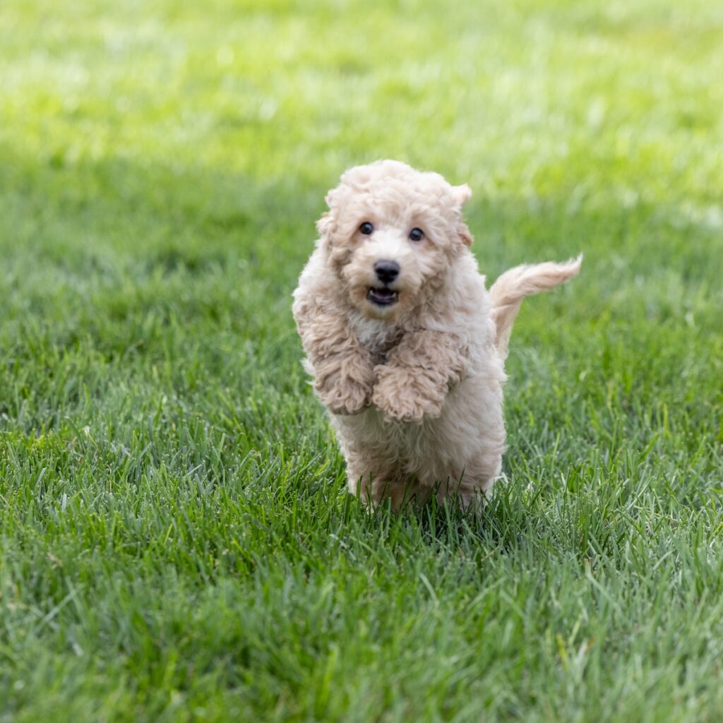 poodle bichon mix for sale pa