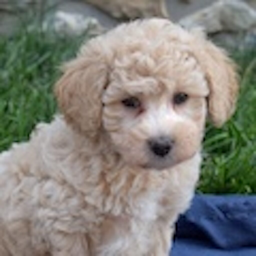 poodle bichon mix puppies for sale