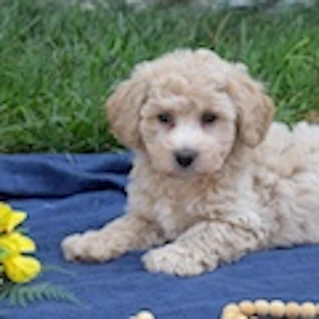 poodle bichon mix puppy