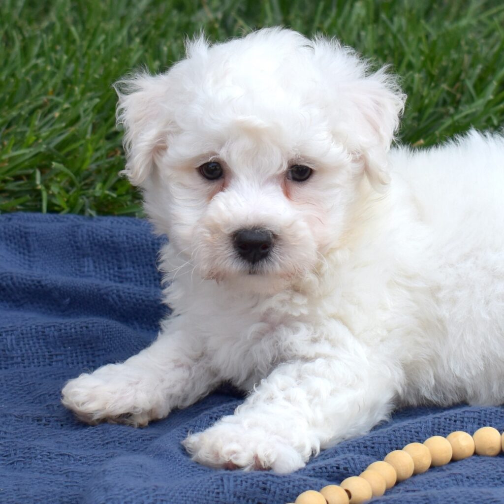 puppies for sale bichon near dc