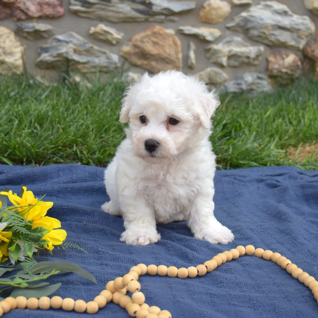puppies for sale bichon near ny