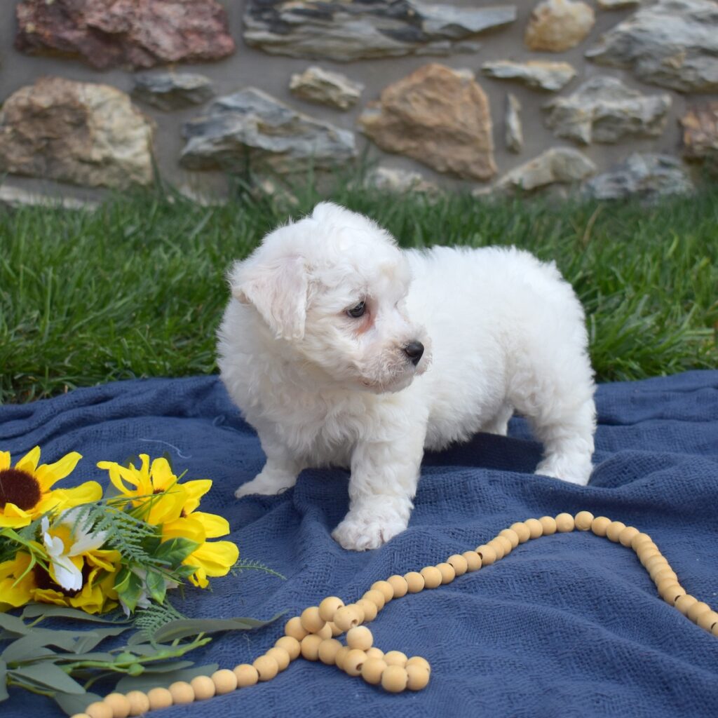 puppies for sale bichon pa