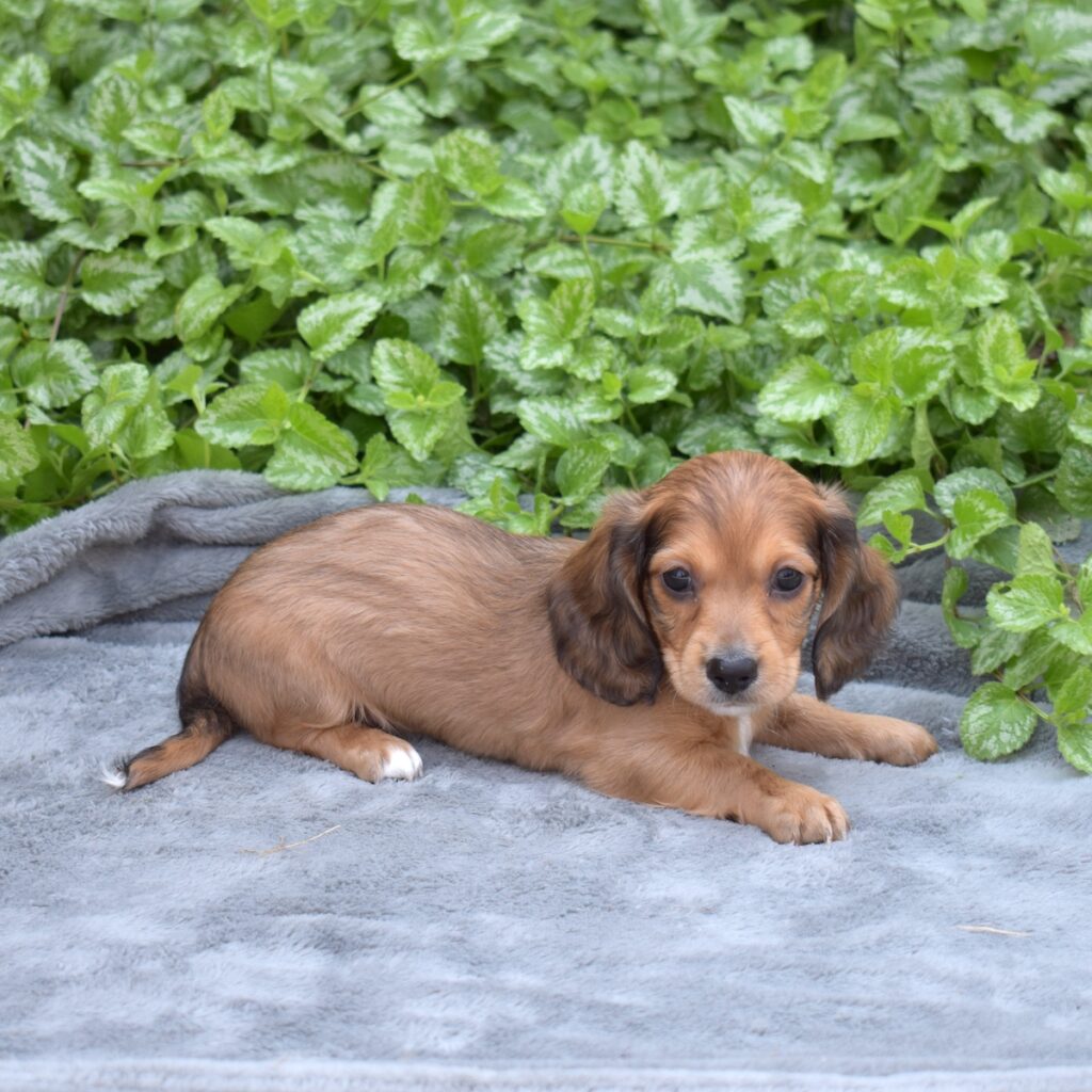 red shaded dachshund