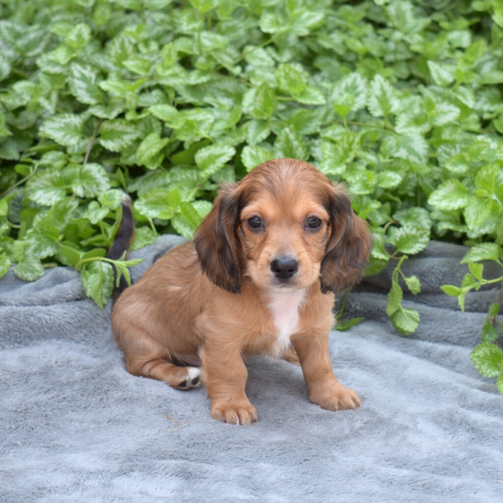 red shaded dachshund for sale near me
