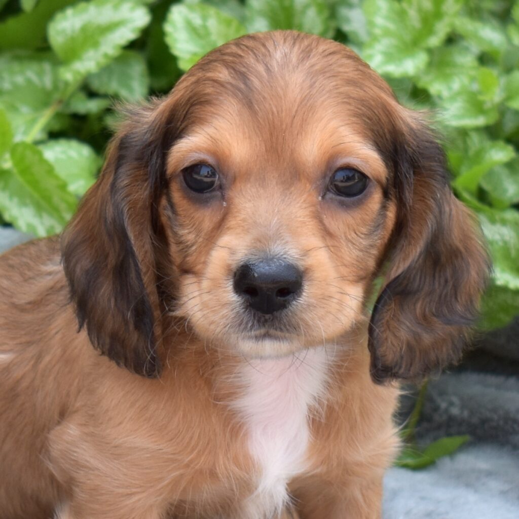 red shaded dachshund for sale pa