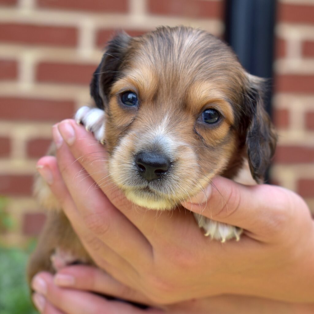 shaded red dachshund