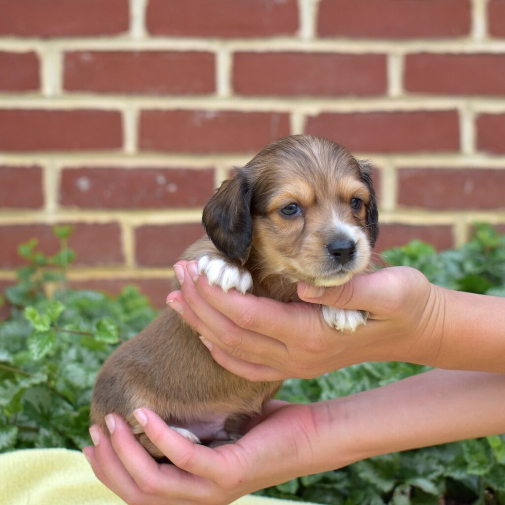 shaded red dachshund puppies