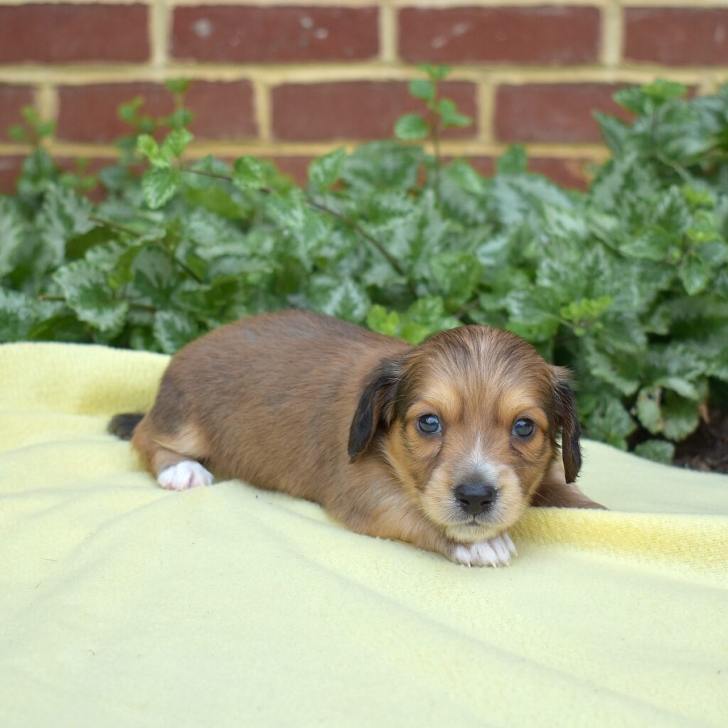 shaded red dachshund puppy for sale