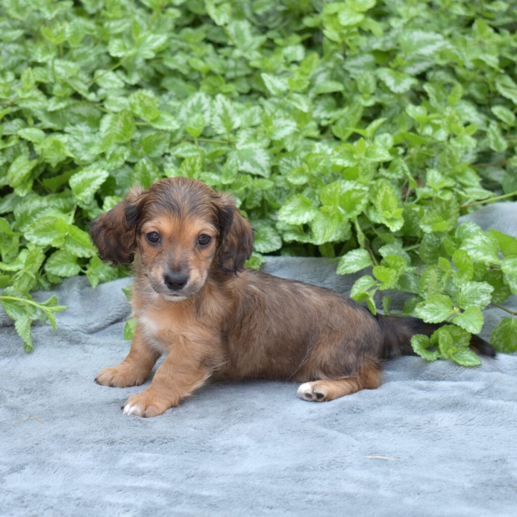 shaded red long haired dachshund for sale