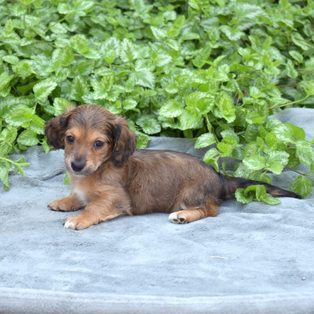 shaded red long haired dachshund for sale pa