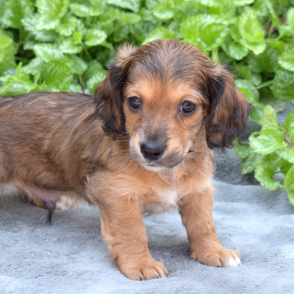 shaded red long haired dachshund puppies