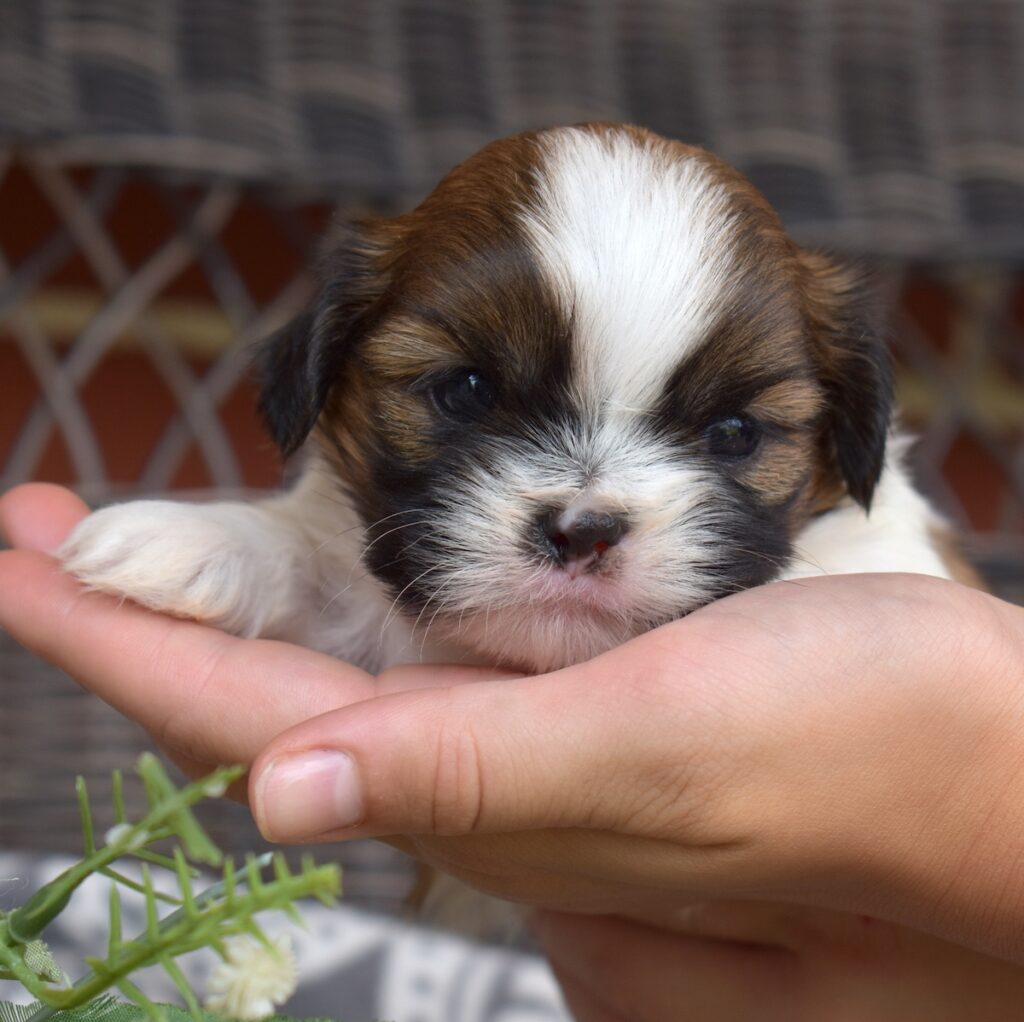 shih tzu breeders near me